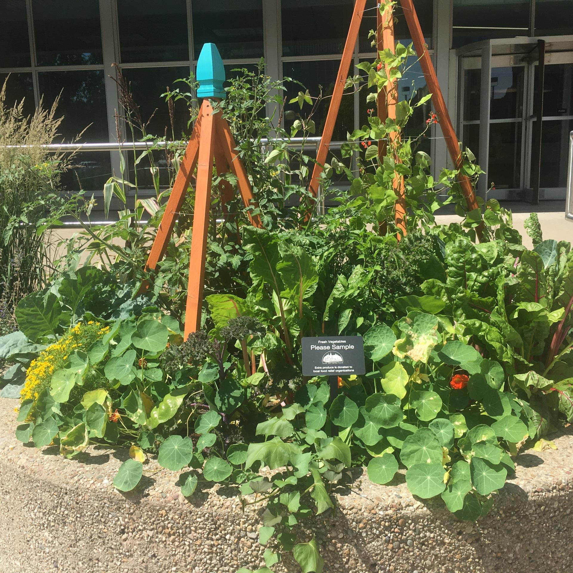 Square IC edible planter