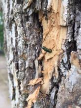 Emerald Ash Borers on tree