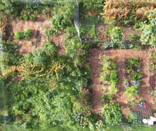 Garden Overhead View